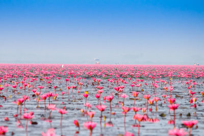 View of pink flowering plants against clear sky