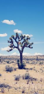 Tree on field against sky