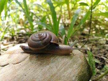 snail