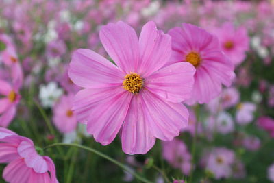 Close-up of pink cosmos flowers