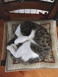 Cat sleeping on floor