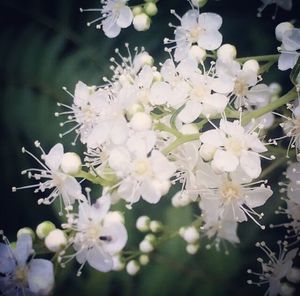 Close-up of white flowers