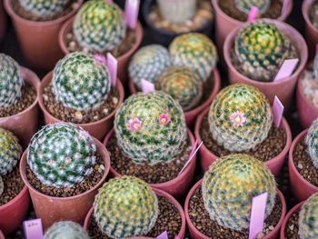 Full frame shot of cactus for sale at market stall