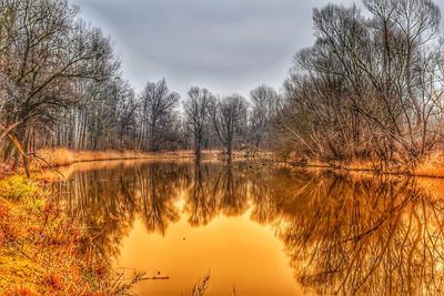 Reflection of trees in lake