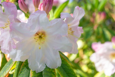 Close-up of white flowering plant