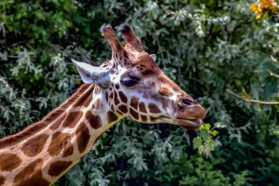 Close-up of giraffe eating plant