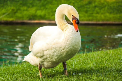 Swan in a lake