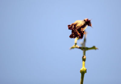 Low angle view of crab against clear sky