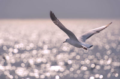 Close-up of seagull flying over sea against sky