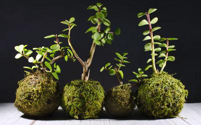 Close-up of fresh green plants against black background