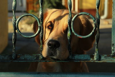 Close-up of dog looking through fence