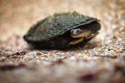 Close-up of turtle