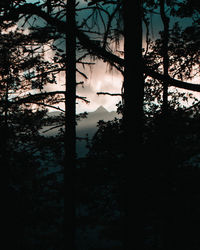 Silhouette trees in forest against sky at sunset