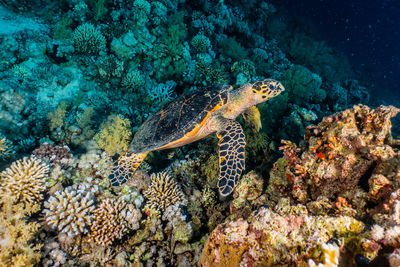 Hawksbill sea turtle in the red sea, dahab, blue lagoon sinai a.e