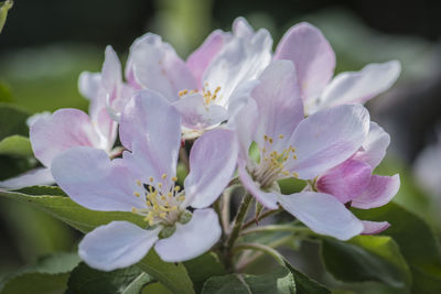 Close-up of pink flowering plant