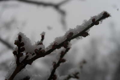 Close-up of frozen plant during winter