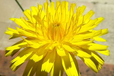 Close-up of yellow flower