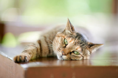 Cat lying down on wooden bench