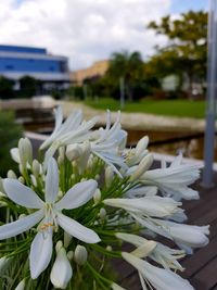 Close-up of white flowering plants against sky