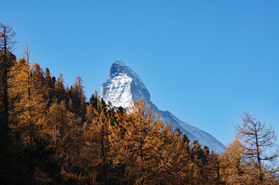 Trees in forest against clear blue sky during winter