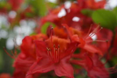 Close-up of red flowers blooming outdoors