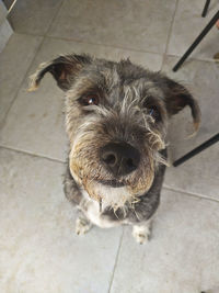 High angle portrait of dog on floor