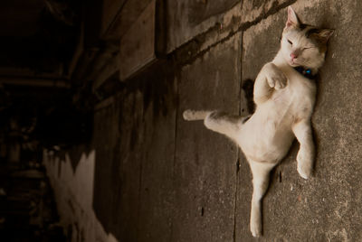 Cat standing against wall in building