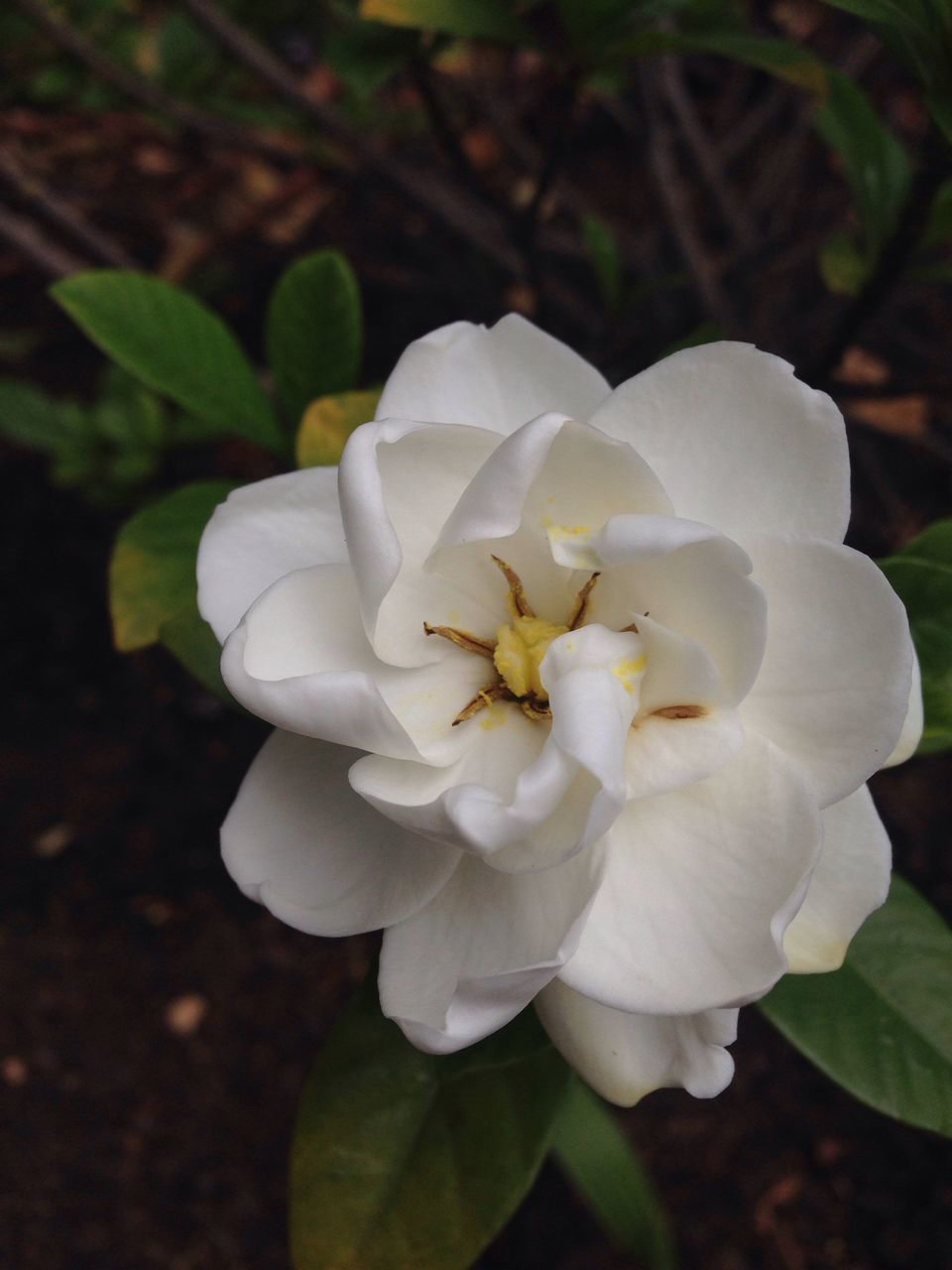 flower, petal, flower head, freshness, fragility, white color, growth, beauty in nature, close-up, blooming, nature, focus on foreground, single flower, plant, in bloom, high angle view, white, pollen, stamen, outdoors