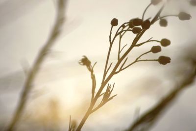 Close-up of plant in winter