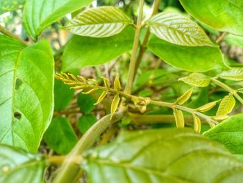 Close-up of insect on leaves