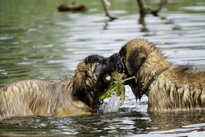 Dogs in a lake