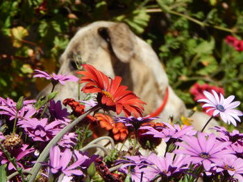 Close up of the purple flower with a dog on the background