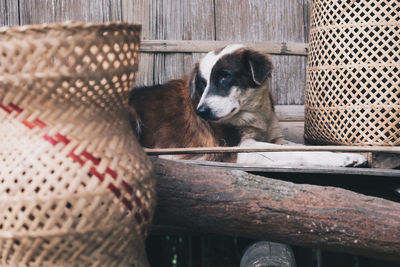 Close-up of a dog sleeping