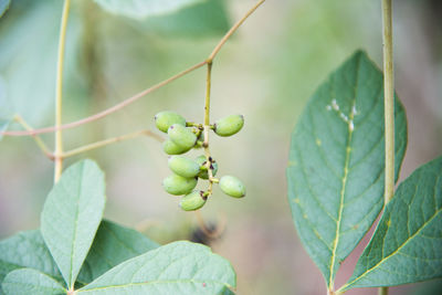 Close-up of insect on plant