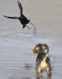 Birds in water