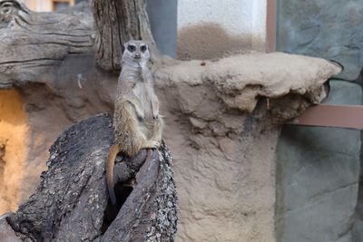 Squirrel sitting on tree in zoo