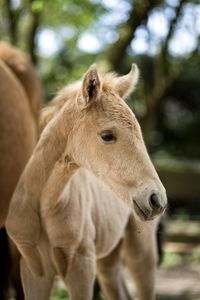 Close-up of a foal