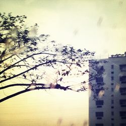 Low angle view of tree against sky