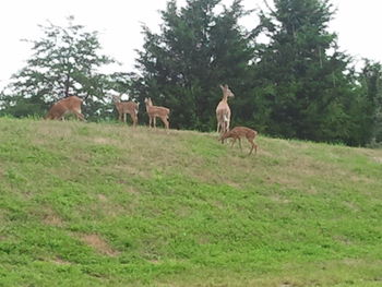 Horses grazing on field
