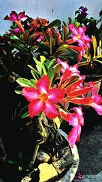 Close-up of pink flowers