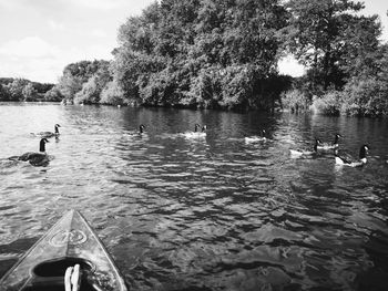 Swans swimming in lake