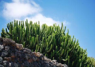 Low angle view of plants