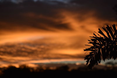 Silhouette of trees against sky at sunset