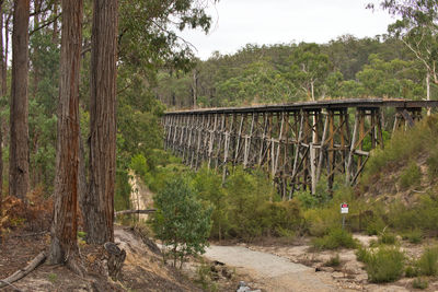 Bridge amidst trees in forest