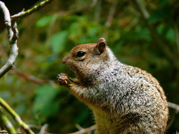 Close-up of squirrel at zion national park