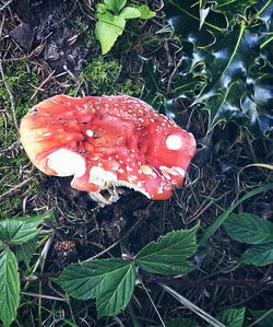 High angle view of mushroom on field