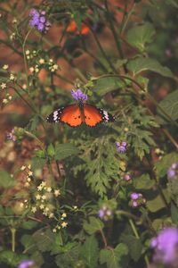 Close-up of butterfly pollinating on purple flower