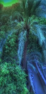 High angle view of palm trees on field