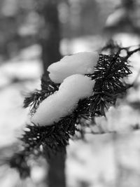 Close-up of snow on pine tree