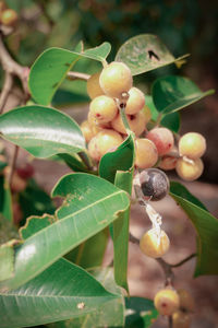 Close-up of fruits growing on plant